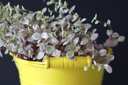 Callisia repens, also known as creeping inchplant or turtle vine
