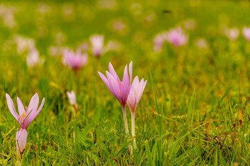 Footpath through the woods and flowery pastures of Alta Badia, near Sass la Crusc © jimmy_79