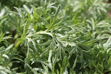 Artemisia absinthium (common wormwood) wild medicinal plant