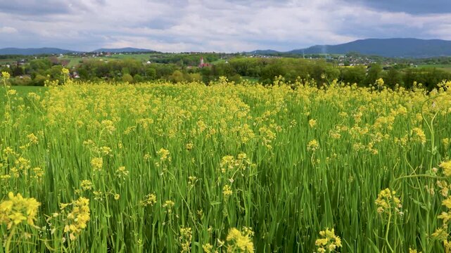 Field near Miedzyrzecze Gorne village in Silesia region of Poland, 4k video