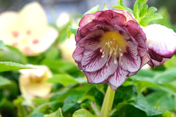 雨上がりのクリスマスローズ