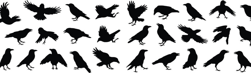 Fototapeta premium Silhouettes of crows and ravens in flight, perched, walking, standing, dynamic bird poses, vector illustration, ornithology, wildlife design reference