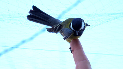 A captured bird. A titmouse caught in ornithological nets. Bird catching. Birds up close. Freeing a bird from nets. © OlTarakanov