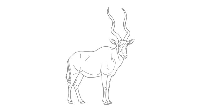 Elegant Addax Antelope Illustration: A detailed line drawing showcases the graceful form of an addax antelope, a critically endangered species.
