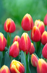 Fototapeta premium beautiful red-yellow color tulips flowers close up, abstract floral natural background. blossoming bright tulip flowers, symbol of spring season. template for design