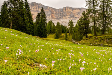 Footpath through the woods and flowery pastures of Alta Badia, near Sass la Crusc © jimmy_79