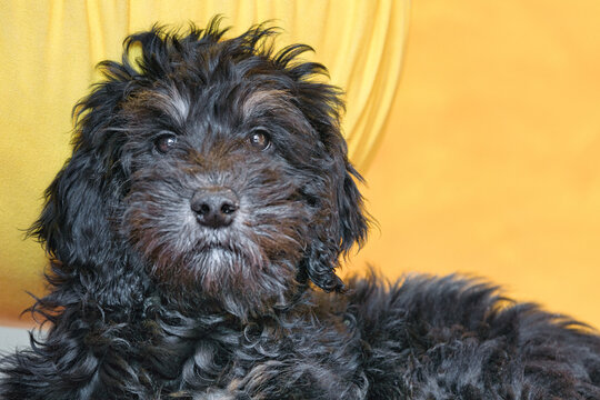 Close up of a small, fluffy dog with a loyal gaze. A charming pet portrait with vibrant colors and soft light.