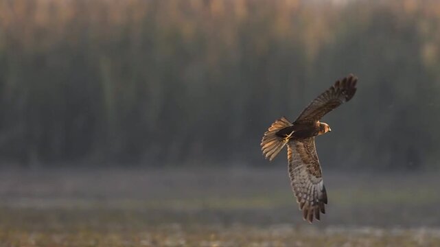 High-definition action footage of a Marsh Harrier&rsquo;s high-speed descent into the reeds to ambush unsuspecting prey at dawn.