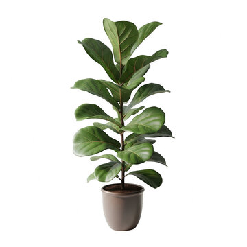 A fiddle leaf fig tree in a brown pot isolated on transparent background