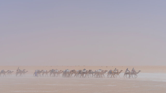 Harmattan wind blowing fiercely across Saharan desert partly obscuring salt caravan traveling through it in Northern Chad