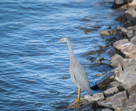 White faced heron, Goolwa Barrage, South Australia, Australia
