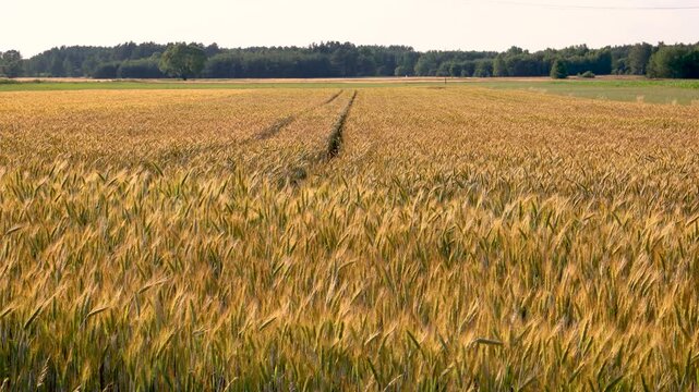 Rye field in Mazowsze region of Poland, in area of Wegrow County, 4k video