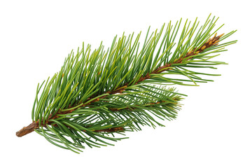 Pine branch with green needles and developing buds. Evergreen tree foliage, symbolizing winter, christmas, eco, nature