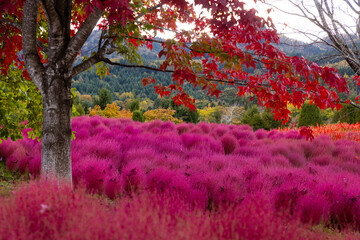 北海道2025秋の風景-赤く染まるコキア-