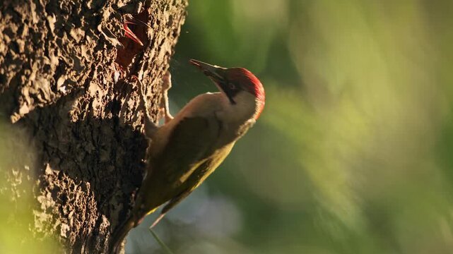 Slow motion of European green woodpecker (Picus viridis) feeding nestling with ant pupae at golden hour