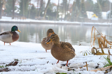 Fototapeta premium A group of mallards stands on a snow-covered area on the shore of a tranquil lake. Winter nature photograph with soft reflections in the background.
