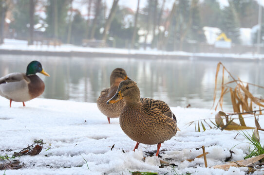 A group of mallards stands on a snow-covered area on the shore of a tranquil lake. Winter nature photograph with soft reflections in the background.