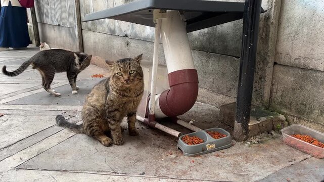Stray cats gather in an urban outdoor stray cat feeding station, on city pedestrian sidewalk