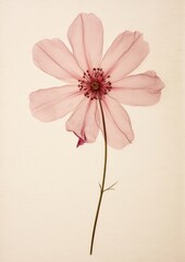 Naklejka premium Real Pressed a Pink flower blossom petal plant.