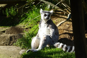 Ring-tailed lemur resting on grass in sunshine © tonifrito