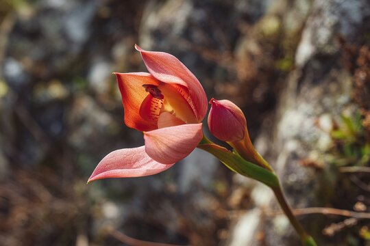 Rare Disa uniflora orchid blooming in rocky South African mountain habitat