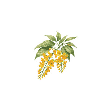 Golden Padauk flower watercolor style vector illustration