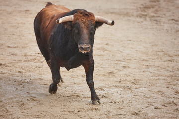 Fighting bull in the arena. Bullring. Toro bravo. Spain