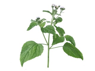 Naklejka premium Fresh Billygoat-weed (Ageratum conyzoides) isolated on white background. Commonly used in traditional medicine and is captured here with sharp details for botfresh oregano isolated on white background