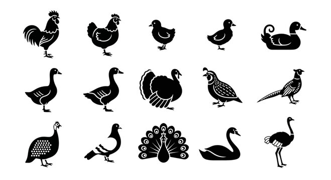 Collection of Diverse Farm and Wild Birds Silhouettes.