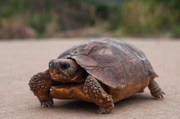 Obraz premium Side shot with shalow depth of field of an Endangered Lobatse Hinged Tortoise (Kinixys lobatsiana or African Hinged Tortoise) with textured shell walking a concrete pathway.