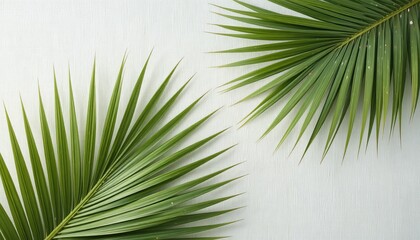 Fototapeta premium A serene Palm Sunday background with green palm leaves on a white surface
