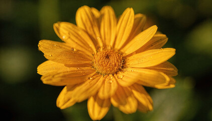 Obraz premium Vibrant Yellow Flower with Water Drops in Soft Sunlight, Close Up View
