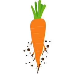 Fresh Carrot Vegetable Illustration