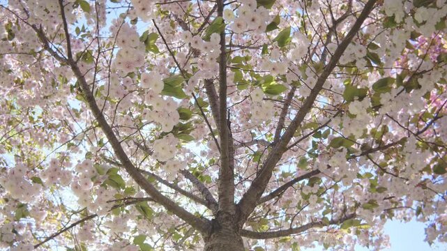 Bottom-up view of white flowers of cherry blossoms swaying in wind, circular motion, backlit by sun. White-pink, double flowers of Japanese cherry tree (Prunus serrulata Alba) are in full bloom