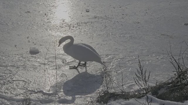Mute swan walking on a frozen river surface during winter. Beautiful white bird Cygnus olor on ice of Vistula river in Poland. Winter wildlife scenery with sun reflections on frozen water.