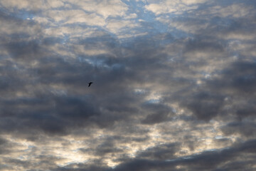 Obraz premium Heavy Cloud Layers with Subtle Light and Flying Bird Silhouette. Layered heavy clouds stretch across the sky with subtle light peeking through, creating a dramatic yet balanced