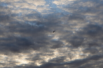 Fototapeta premium Dark Textured Sky with Thick Clouds and Lone Bird in Flight. A richly textured dark sky covered with thick clouds, creating a dramatic and intense visual atmosphere. 