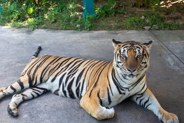 Obraz premium A tiger resting on the ground. - Tigers are the largest cat species in the world and are known for their distinctive orange fur with black vertical stripes. 