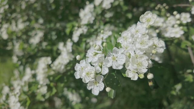 Close-up of branches covered with white flowers on a blooming Hawthorn, Crataegus sway in the wind on a sunny spring day