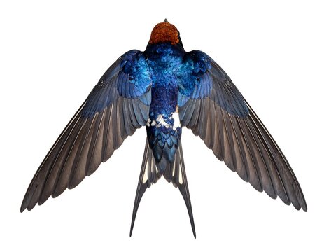 Swallow's underside shows iridescent blue plumage and brown head, spread wings, forked tail isolated against white