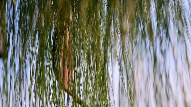 Close-up of long, thin casuarina (Australian pine) leaves hanging and swaying gently in the breeze against a bright sky background.