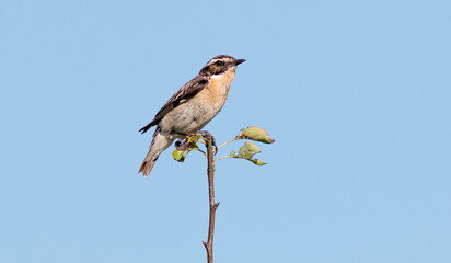 blue tit on branch © lazalnik