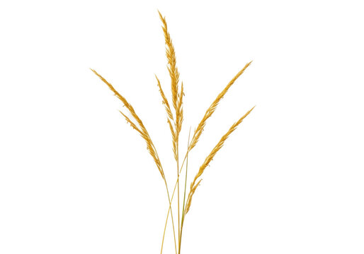 Close-up of a delicate golden wild grass stalk with brown stem and intricate seed heads, sharp focus against a transparent background with copy space, concept of natural purity and serene beauty