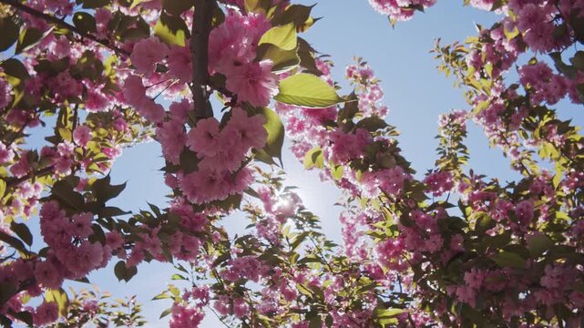 Flying up inside the Japan cherry tree, her pink flowers sway in the wind against the blue sky on a sunny day, backlit by the sun with sun glare on the lens, bottom-top view