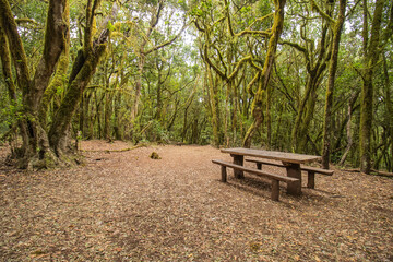 Una mesa y bancos de madera descansan en un claro de la selva de Garajonay, rodeados de &aacute;rboles milenarios cubiertos de musgo bajo una luz suave y natural.