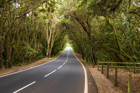 Una carretera asfaltada atraviesa el Parque Nacional de Garajonay, enmarcada por una espectacular b&oacute;veda natural formada por &aacute;rboles de laurisilva cubiertos de musgo.