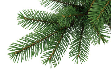 Fototapeta premium Green fir tree branch with needles providing a natural christmas and winter holiday backdrop on transparent background