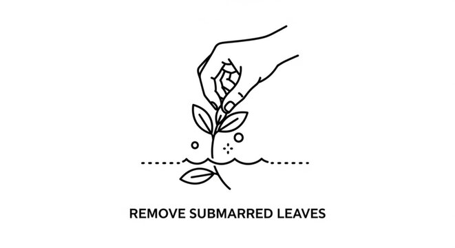 Hand removing submerged leaves from a plant in soil with a dotted line