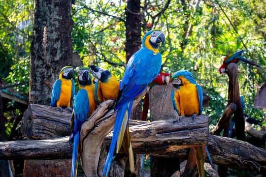 Blue-and-yellow macaws, large parrots native to the tropical forests of Central and South America - Bangkok Pattaya -  Safari World Bangkok