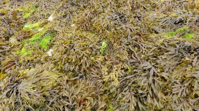 Algae bloom on the beach, France.
